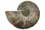 Cut & Polished Ammonite Fossil (Half) - Madagascar #345649-1